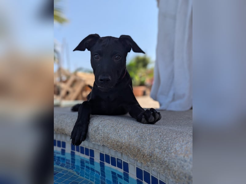 BRUNA sucht ihre Familie zum Kuscheln!