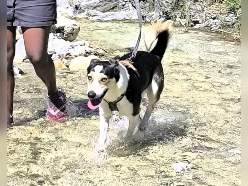 Knutschkugel SNAP sucht liebevolles Zuhause