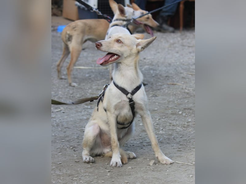 Herzenshund NASSER wartet auf dich