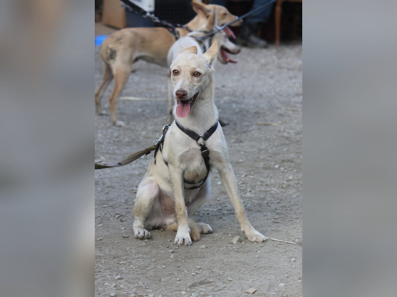 Herzenshund NASSER wartet auf dich