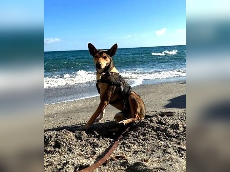 Abenteuerlustiger HUMBERTO sucht seine Familie