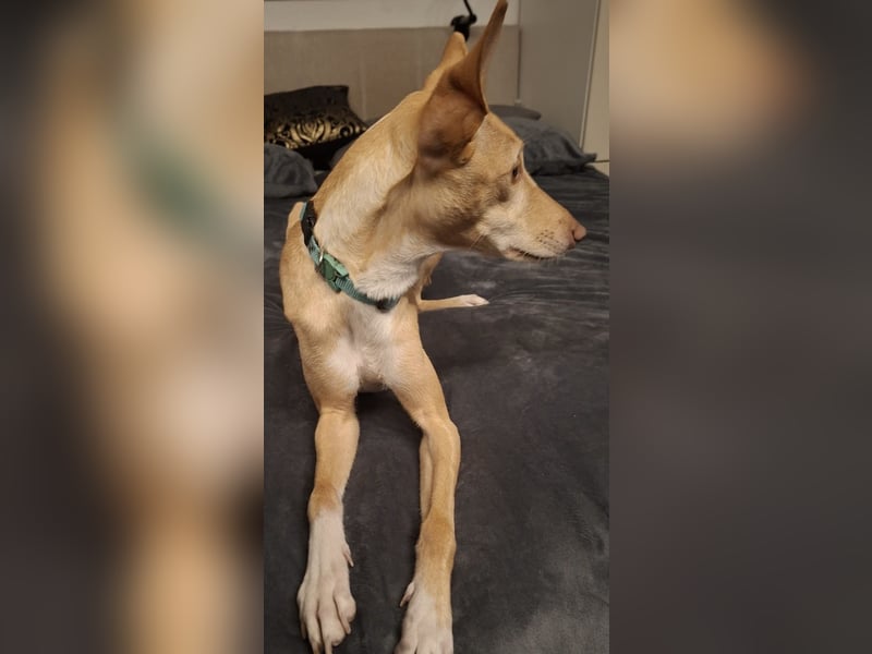 Kinsi sucht ihr Für-Immer-Zuhause