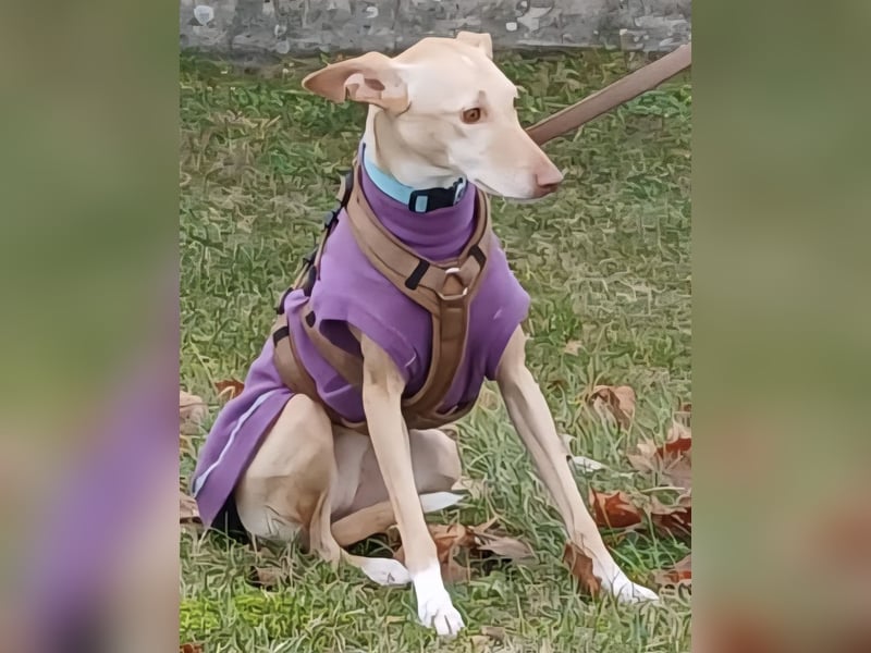 Kinsi sucht ihr Für-Immer-Zuhause