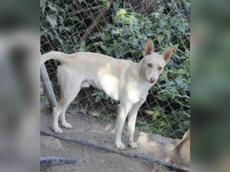 Herzenshund Nasser wartet auf dich