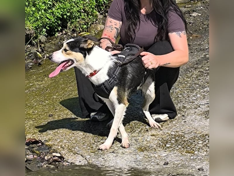 Knutschkugel SNAP sucht liebevolles Zuhause