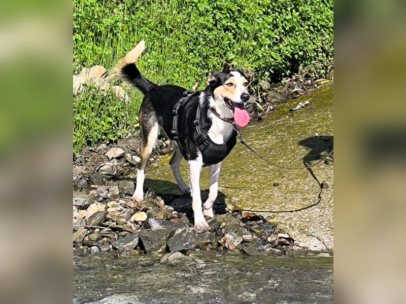 Knutschkugel SNAP sucht liebevolles Zuhause