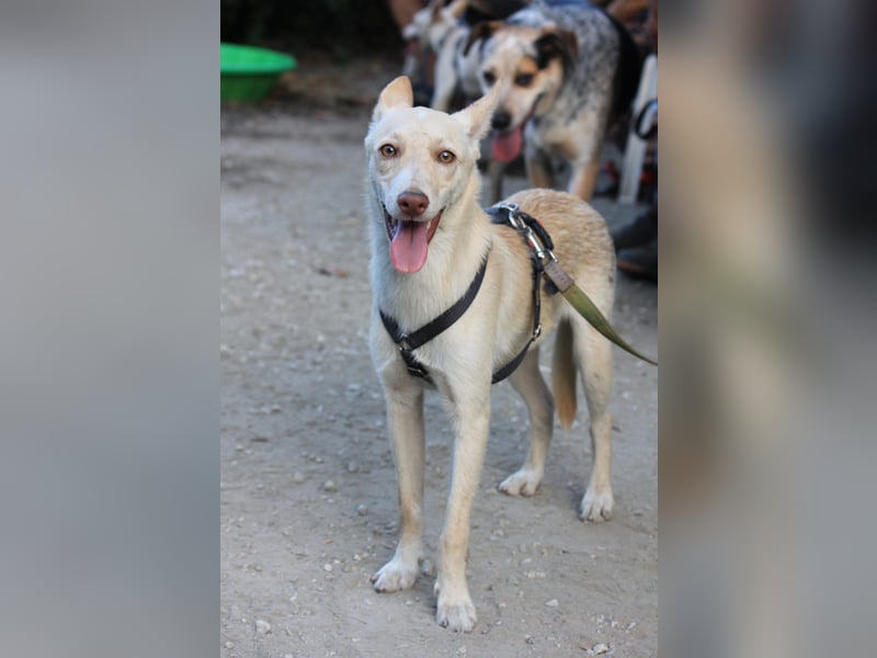 Herzenshund NASSER wartet auf dich