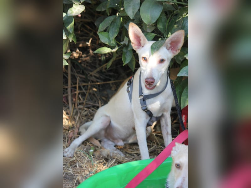 NELSON sucht Menschen mit großem Herz