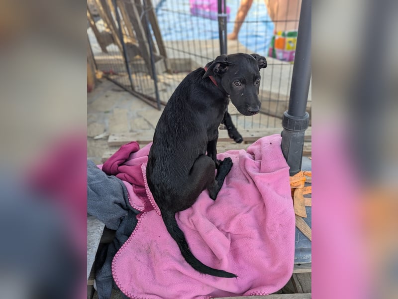BRUNA sucht ihre Familie zum Kuscheln!
