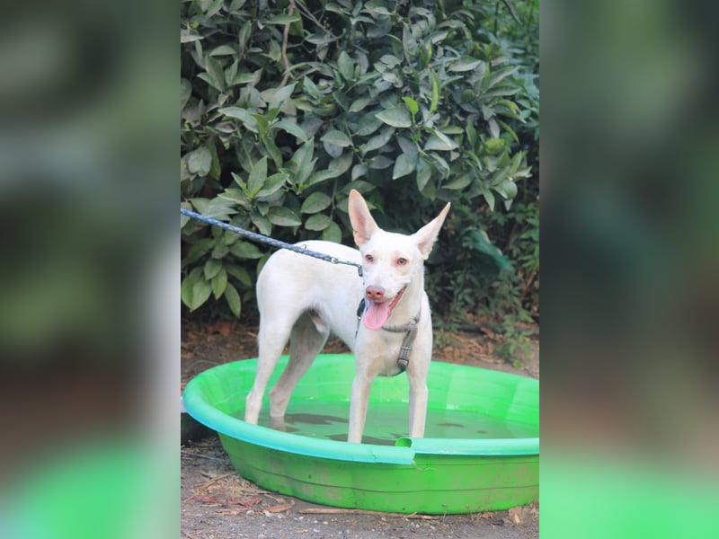 Wundervoller NELSON sucht Herzensmensch