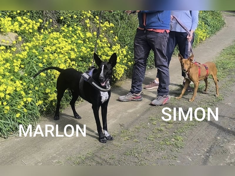 SIMON möchte bei seinem Menschen einziehen