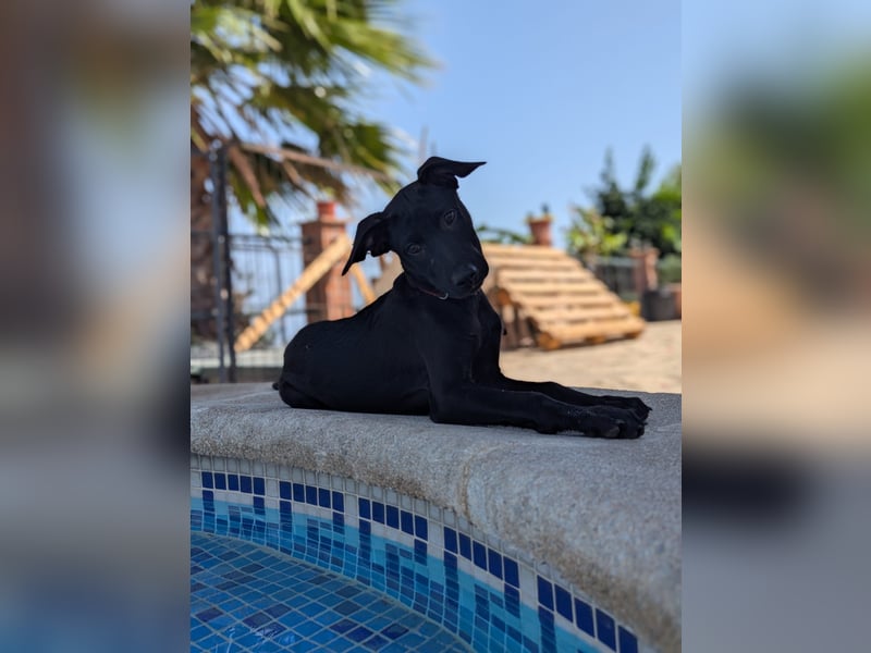 BRUNA sucht ihre Familie zum Kuscheln!