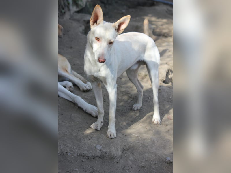 Wundervoller Nelson sucht Herzensmensch