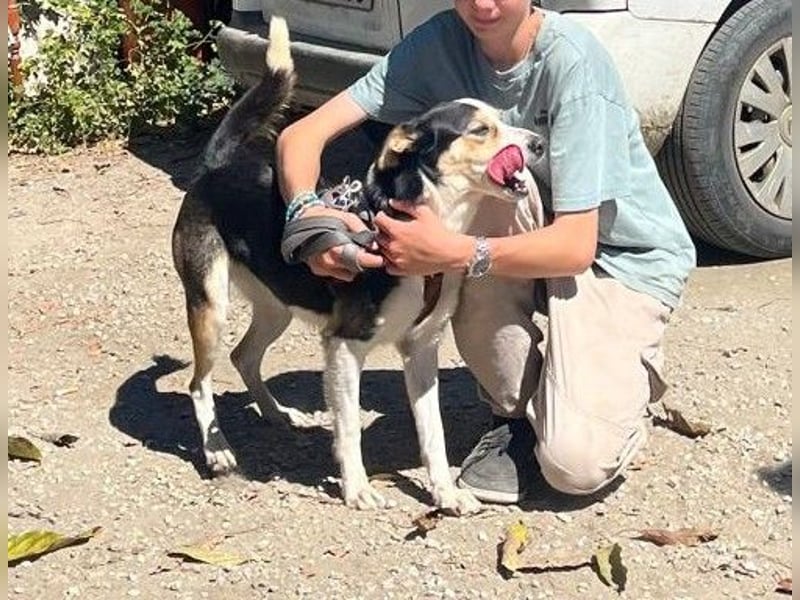 Knutschkugel SNAP sucht liebevolles Zuhause