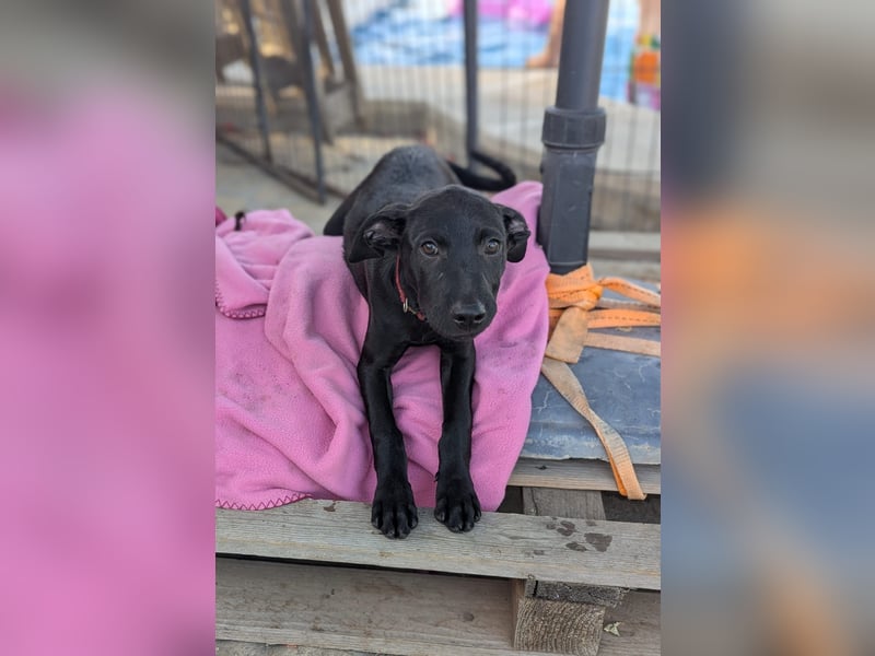 BRUNA sucht ihre Familie zum Kuscheln!