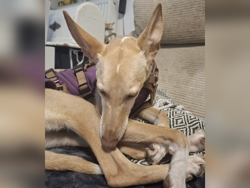 Kinsi sucht ihr Für-Immer-Zuhause