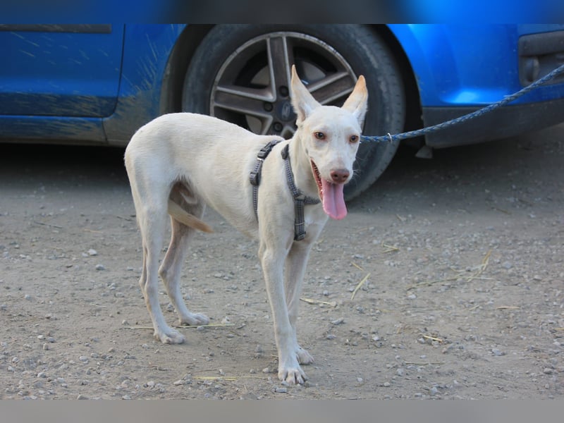 Wundervoller Nelson sucht Herzensmensch