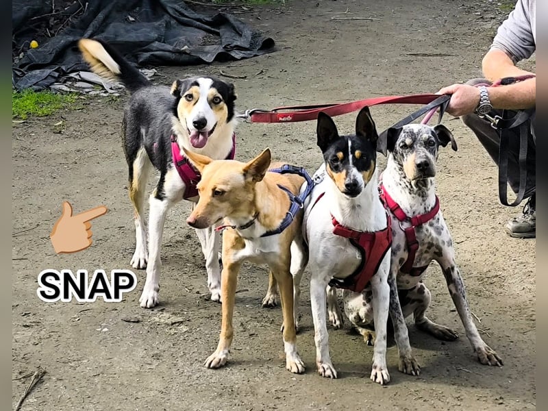 Knutschkugel SNAP sucht liebevolles Zuhause