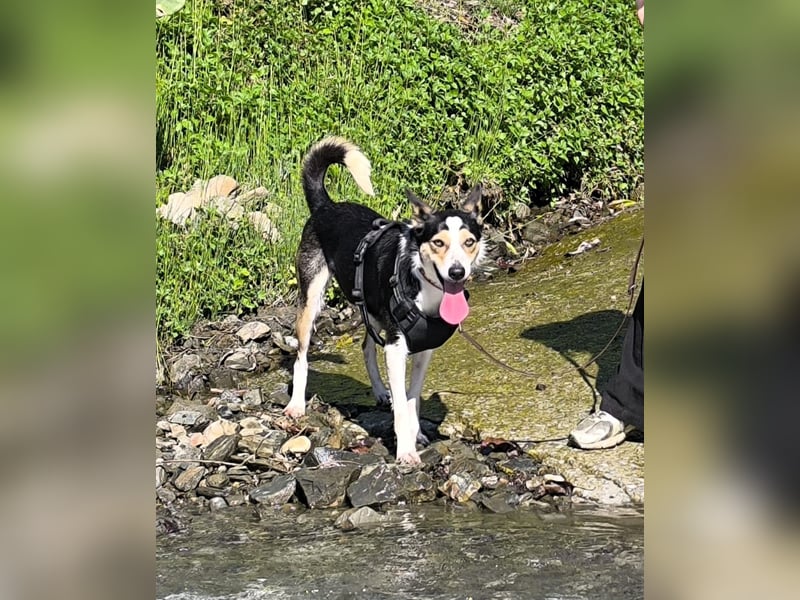 Knutschkugel SNAP sucht liebevolles Zuhause