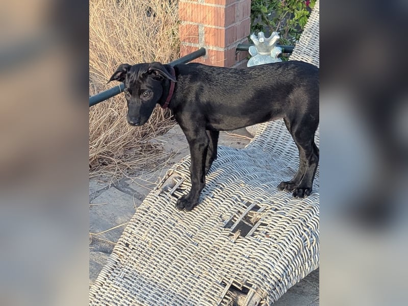 BRUNA sucht ihre Familie zum Kuscheln!