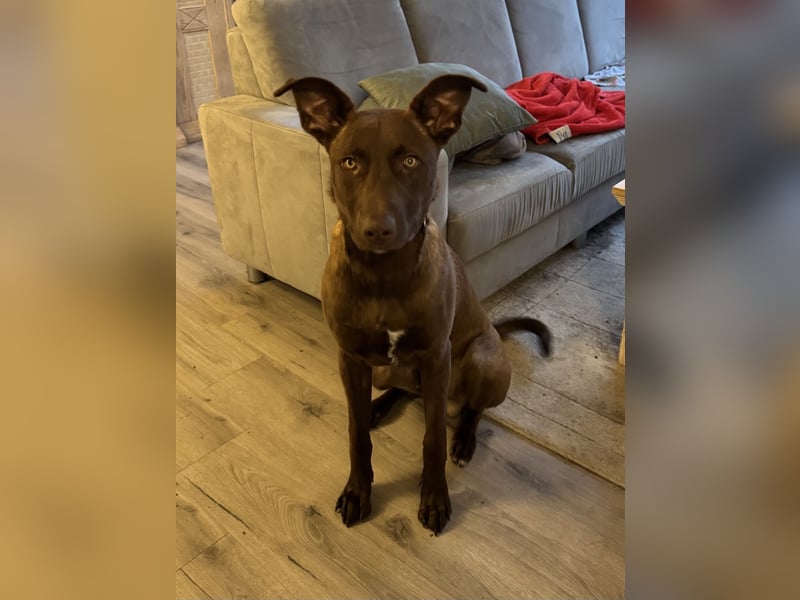 Powerpaket Sarotti sucht sein Zuhause