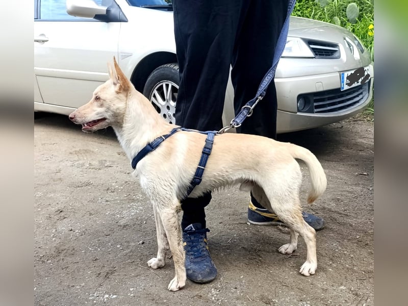 Herzenshund NASSER wartet auf dich