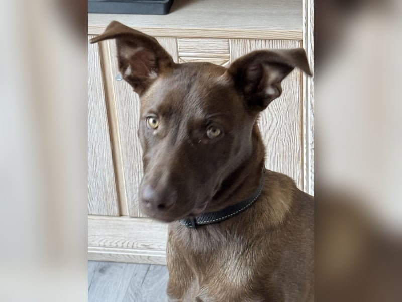 Powerpaket Sarotti sucht sein Zuhause