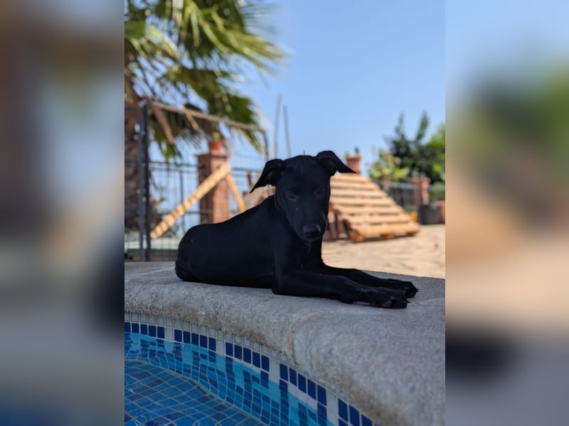 BRUNA sucht ihre Familie zum Kuscheln!