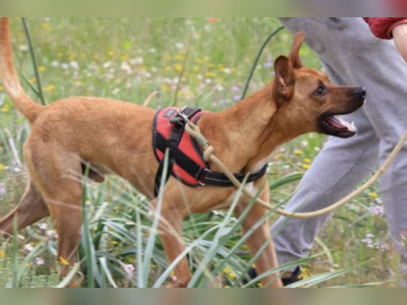 Abbot sucht sein Heim oder Paten