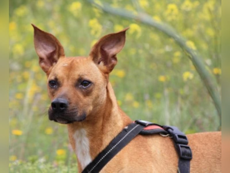 Abbot sucht sein Heim oder Paten