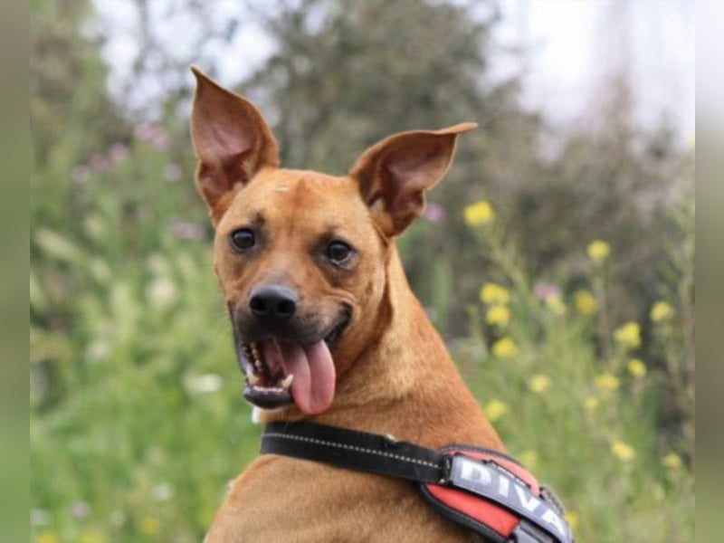 Abbot sucht sein Heim oder Paten