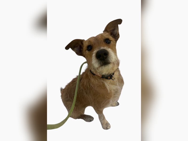 Rider ❤️ lieb, sanft + menschenbezogen