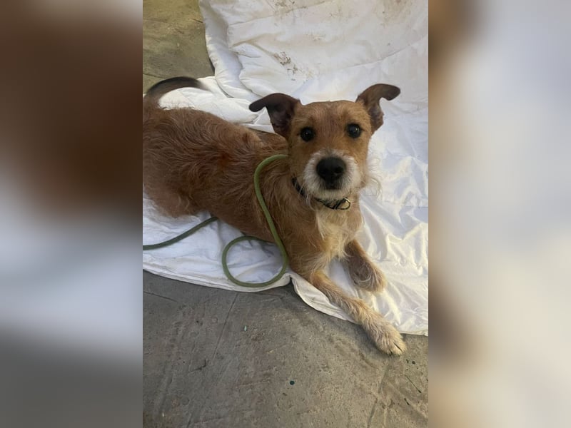 Rider ❤️ lieb, sanft + menschenbezogen