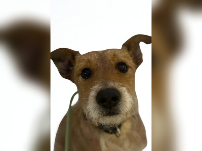 Rider ❤️ lieb, sanft + menschenbezogen