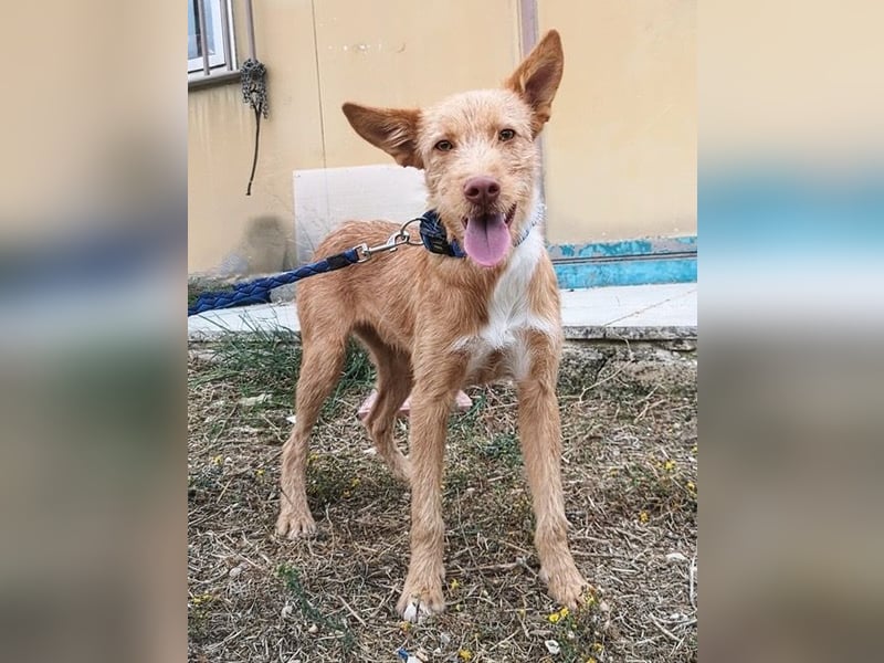 Roger sucht ein neues Zuhause
