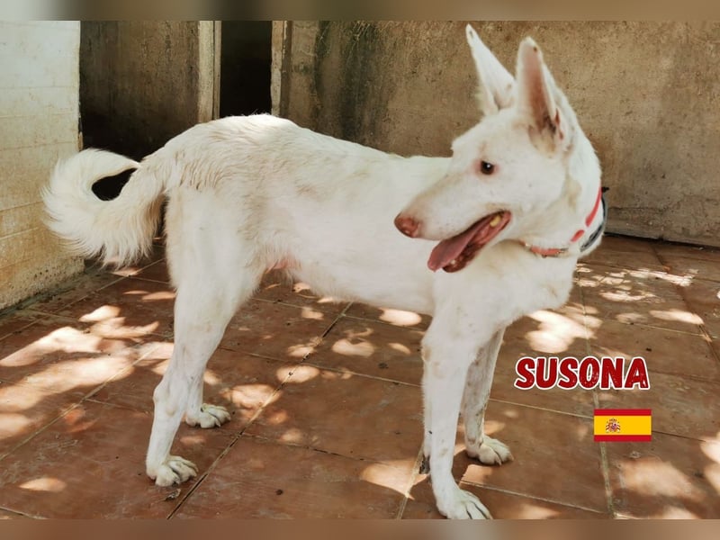 Susona,geb.06/15,liebevolle Podenco Hündin sucht ihre Familie
