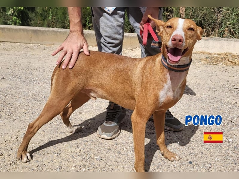 Pongo,geb.04/22,liebevoller Podenco Rüde sucht seine Familie