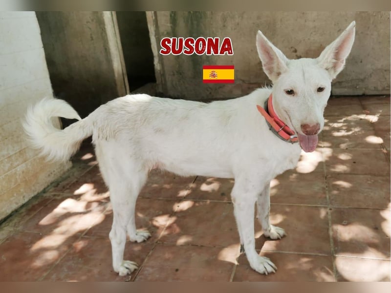 Susona,geb.06/15,liebevolle Podenco Hündin sucht ihre Familie