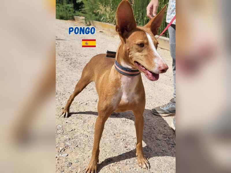 Pongo,geb.04/22,liebevoller Podenco Rüde sucht seine Familie