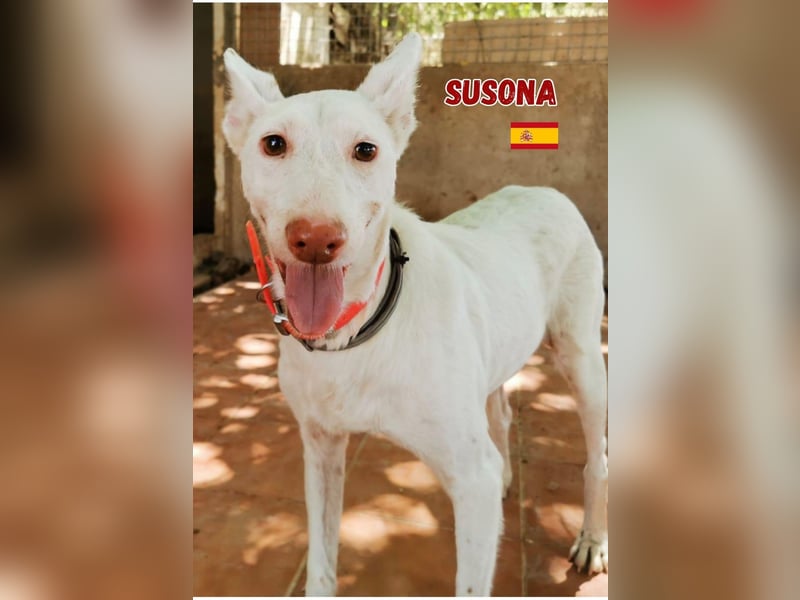Susona,geb.06/15,liebevolle Podenco Hündin sucht ihre Familie