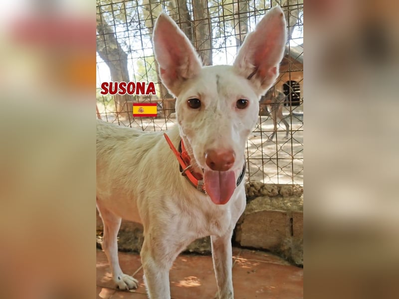 Susona,geb.06/15,liebevolle Podenco Hündin sucht ihre Familie