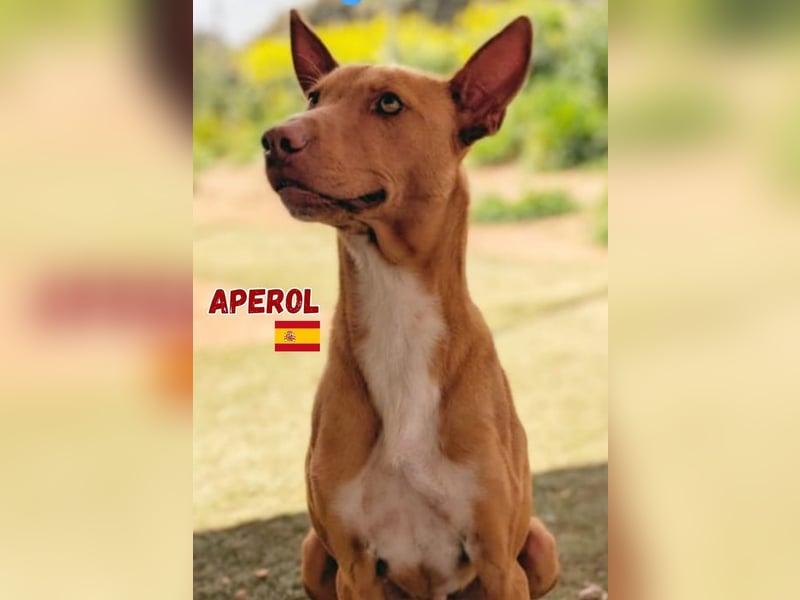 Aperol - sozial und freundlich