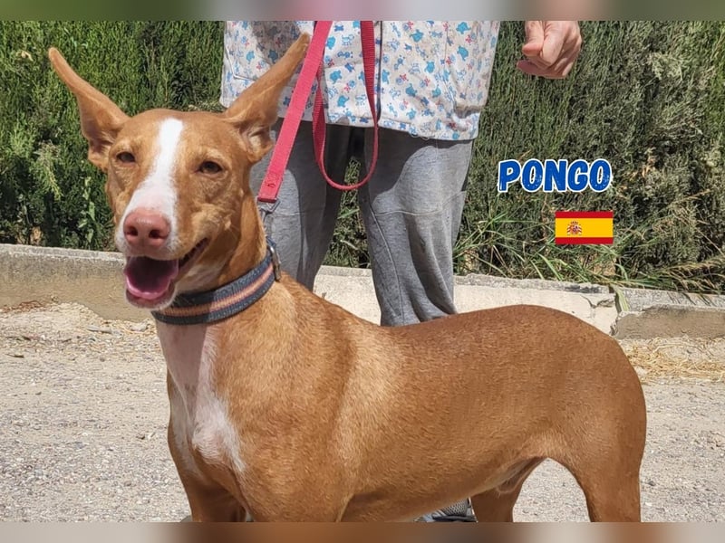 Pongo,geb.04/22,liebevoller Podenco Rüde sucht seine Familie