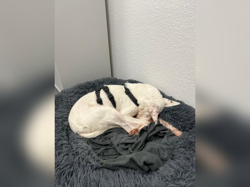 Susona - liebevoll und gemütlich