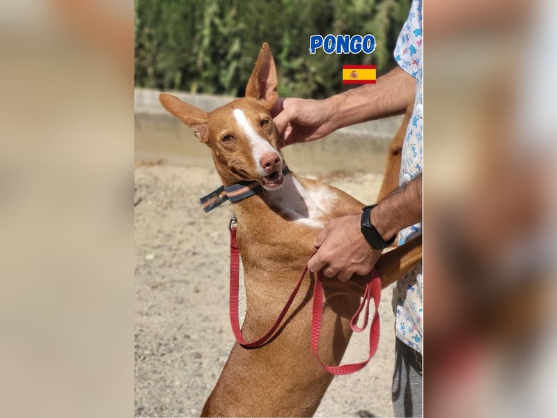 Pongo,geb.04/22,liebevoller Podenco Rüde sucht seine Familie