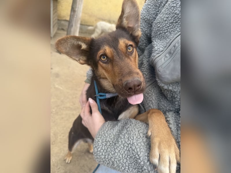 Karesz - ein toller Junghund sucht ein Zuhause