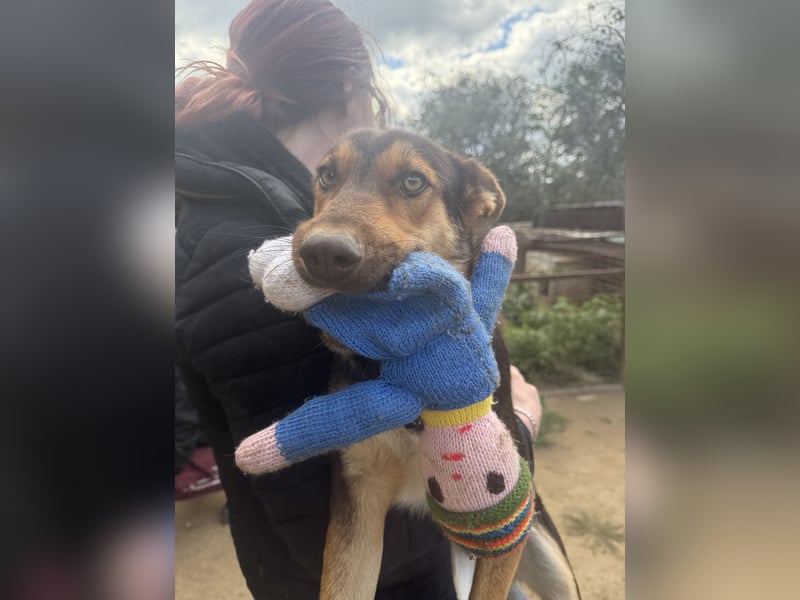 Karesz - ein toller Junghund sucht ein Zuhause