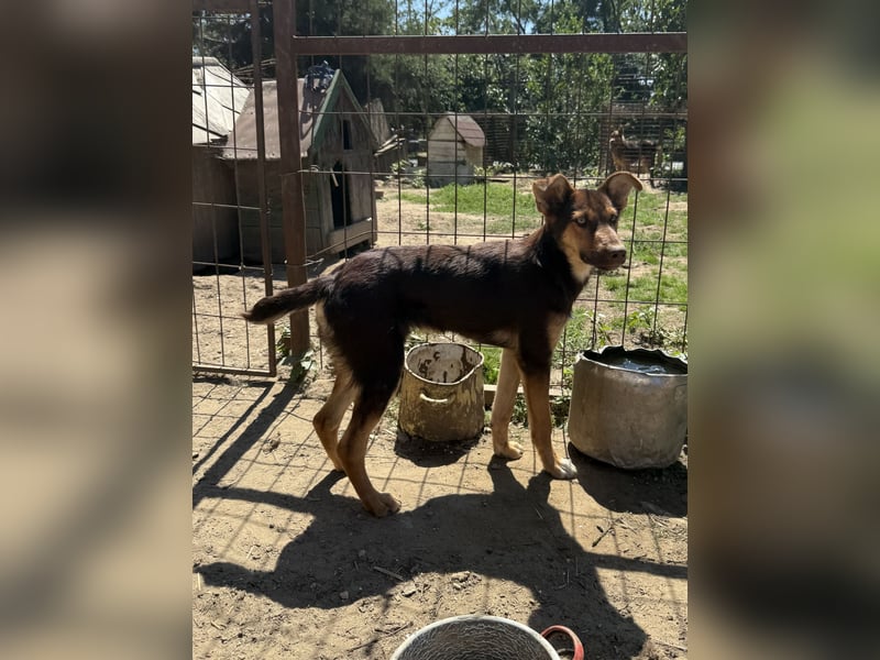 Karesz sucht seinen Couchplatz