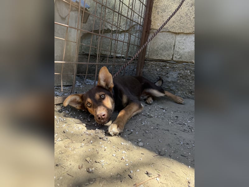 Schöner Karesz sucht Dich