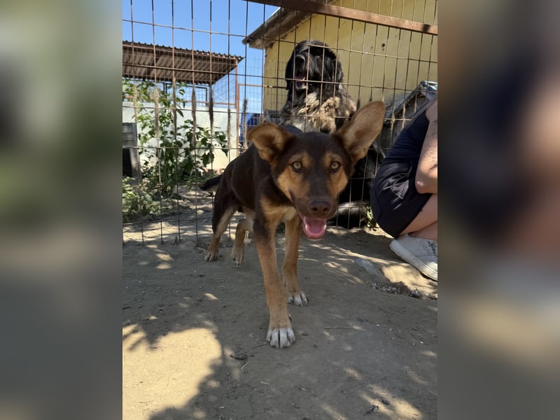 Schöner Karesz sucht Dich